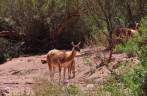 Encontro com guanacos durante caminhada no Parque Nacional Talampaya, na Argentina